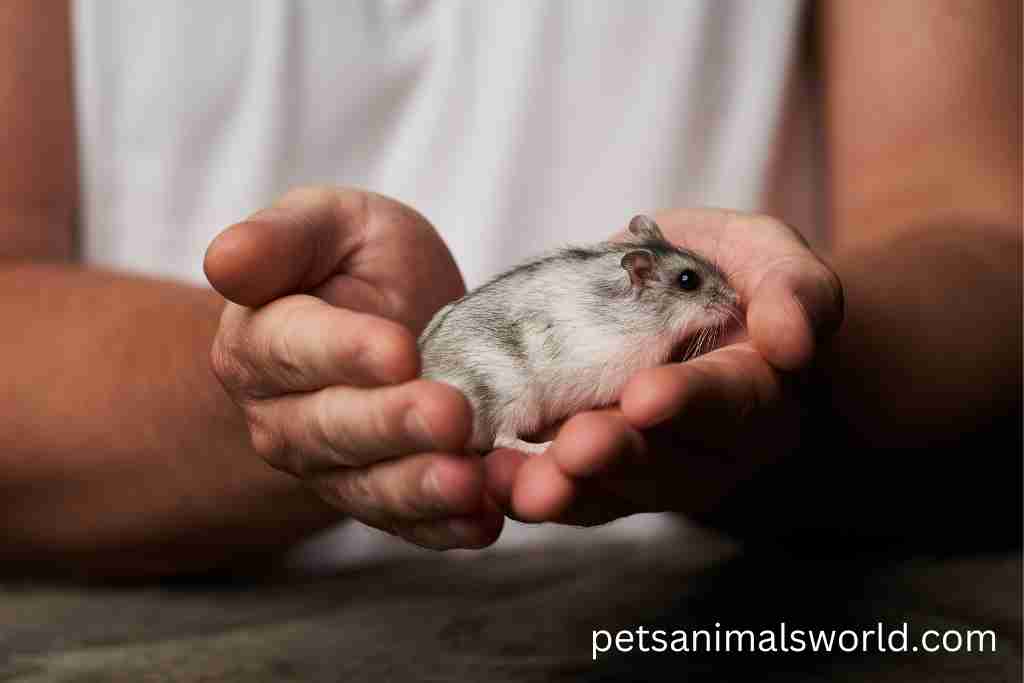 can a hamster survive a broken leg
