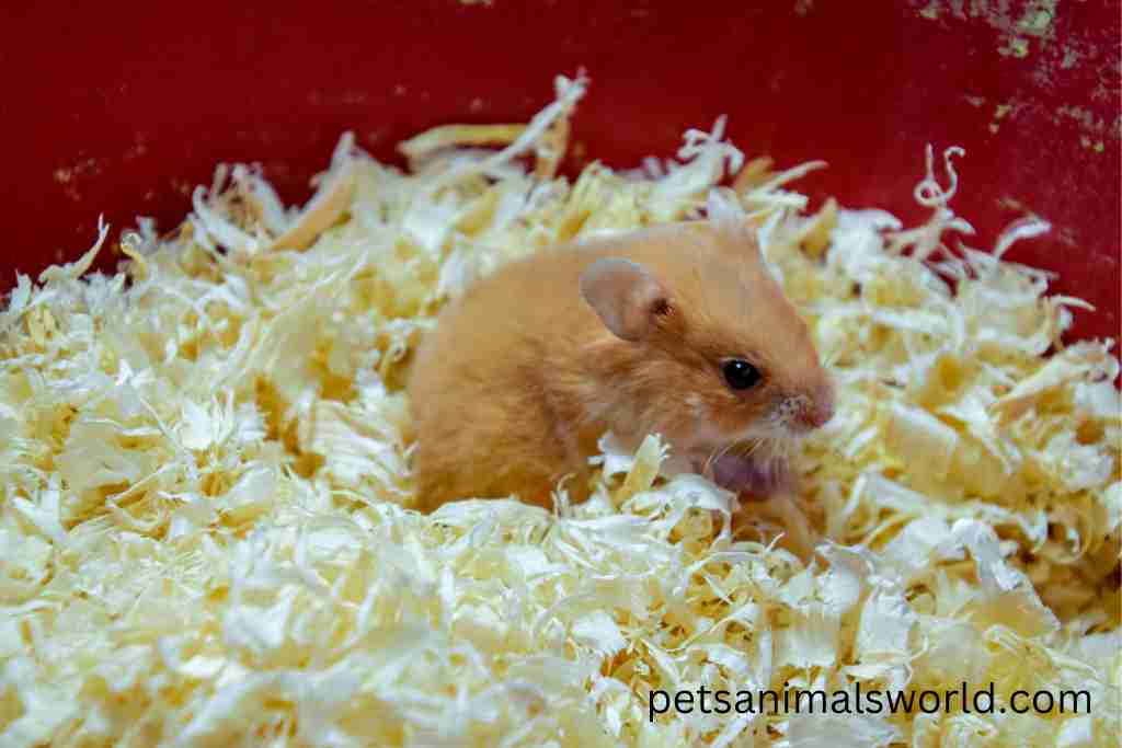 how to stop hamster putting bedding and food in the wheel