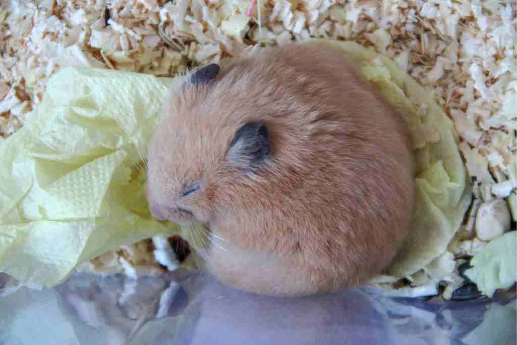 why does my hamster no longer want to sleep in its bed