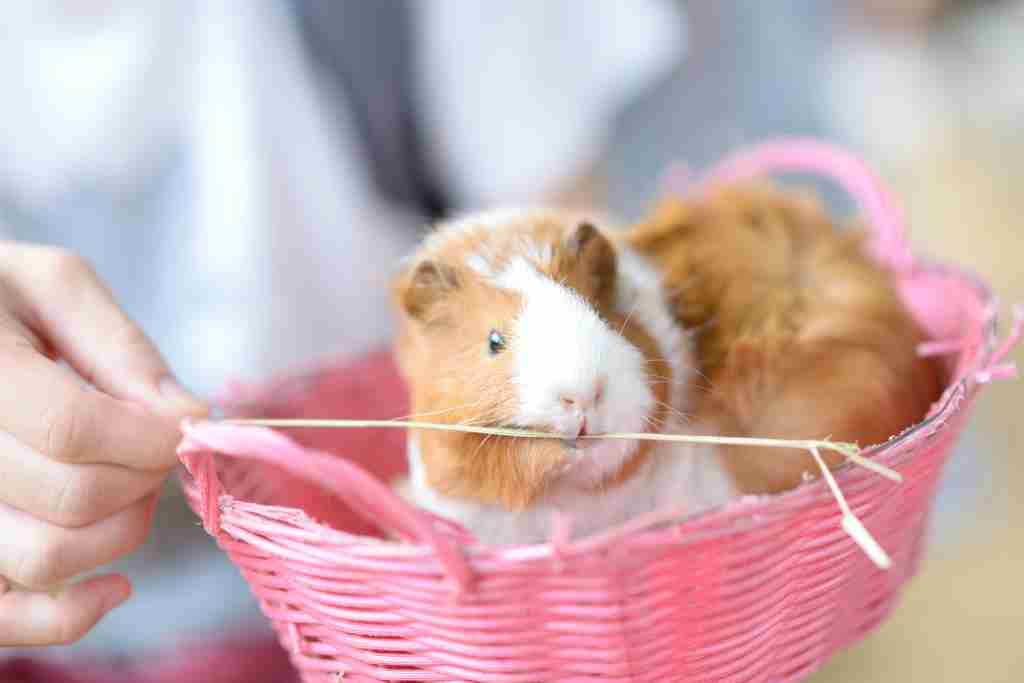 can you sleep with guinea pigs in your room