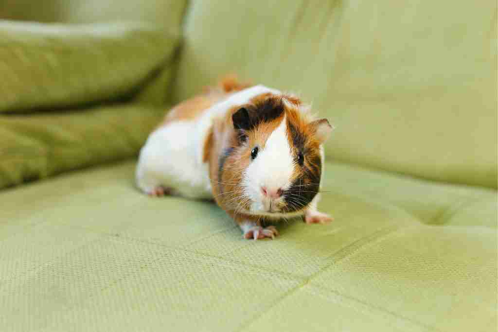 how to know when a guinea pig Is In shock