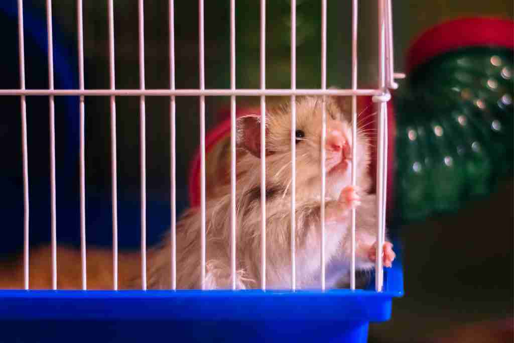 is keeping a hamster in a cage cruel