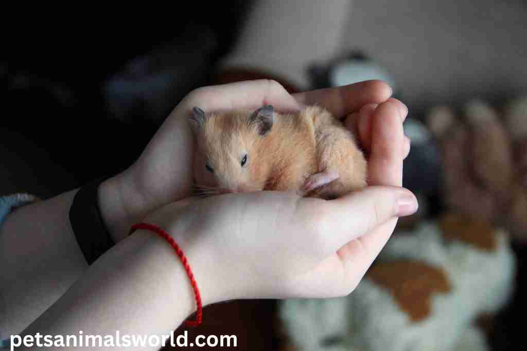 why do syrian hamsters have black spots