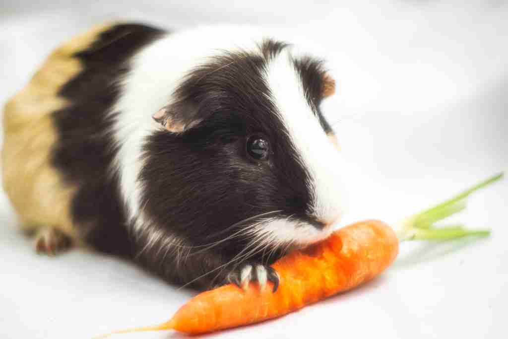 should you leave food out for your guinea pigs