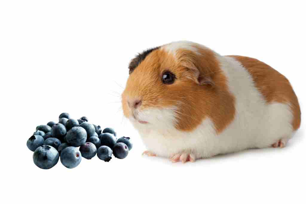 what to do if the guinea pig is fat