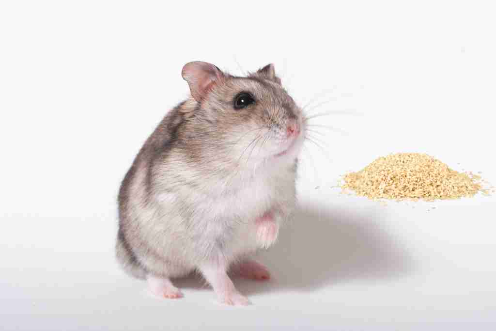 what proteins can my hamster eat