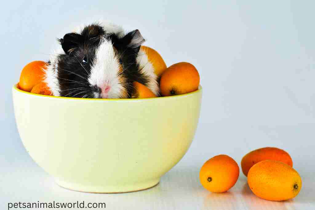 can guinea pigs eat human food