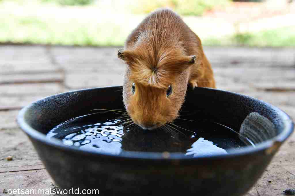 how to unclog a guinea pig's nose