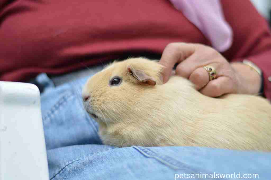 how to unclog a guinea pig's nose
