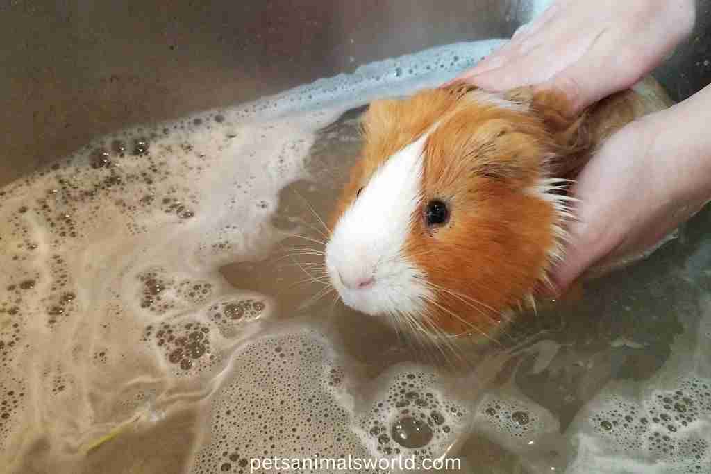 why do guinea pigs vibrate after a bath