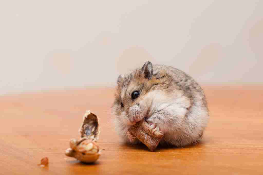are hamsters omnivores