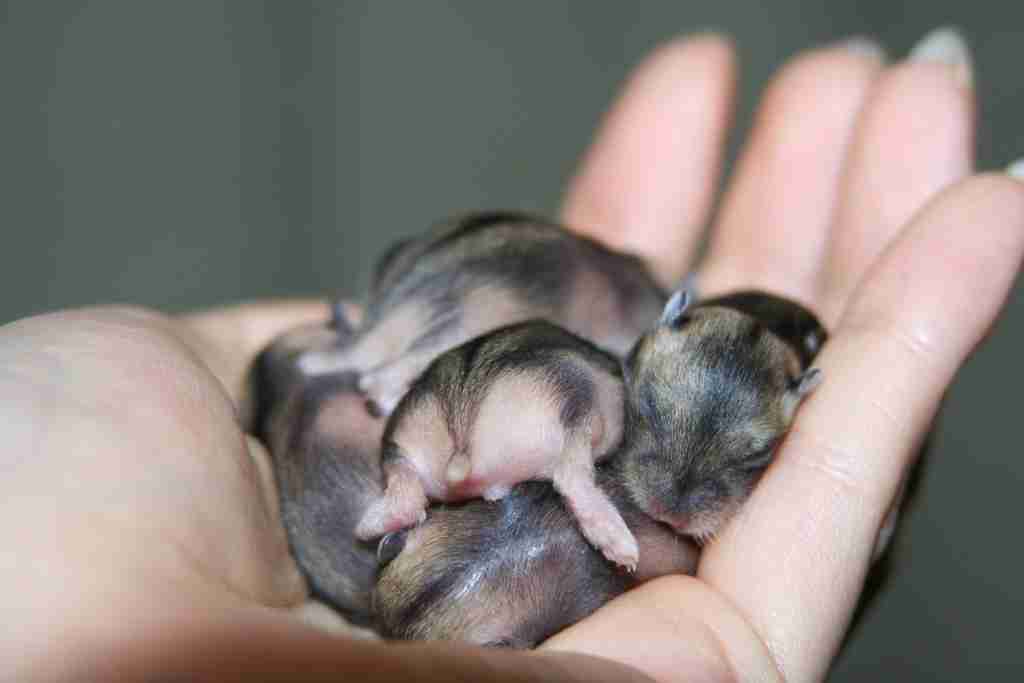 what are the reasons why a mother hamster eats her babies