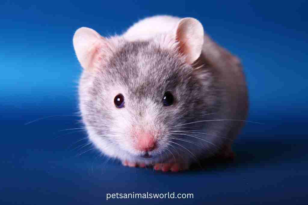 skin infections in hamsters