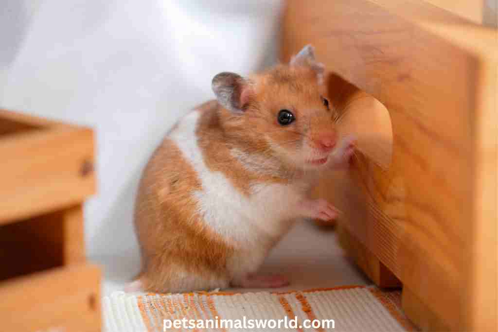 do hamsters have boogers