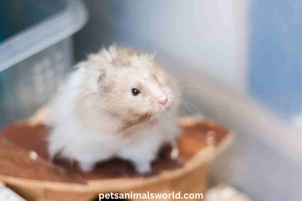 how to care for a long-haired hamster