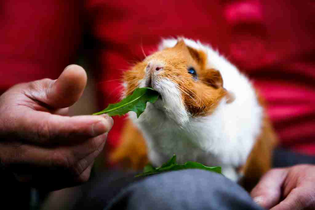 can guinea pigs understand human language