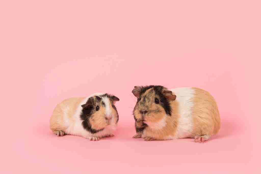 can guinea pigs understand human language