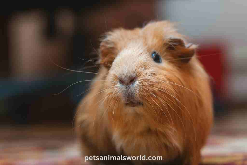 how to treat a cyst in guinea pigs at home