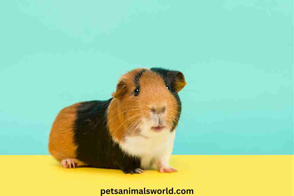 how to treat a cyst in guinea pigs at home