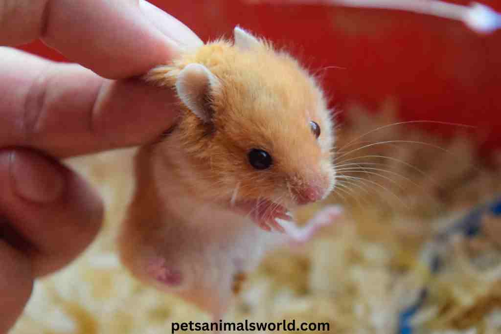 are hamsters good apartment pets