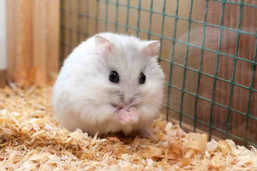 how to care for a dying hamster