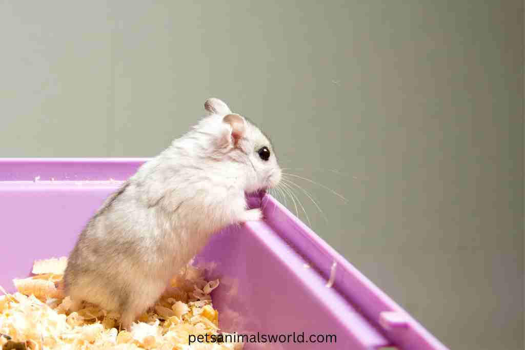 are tubes safe for hamsters