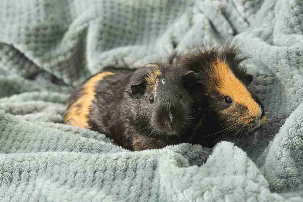can guinea pigs have blankets in their cage