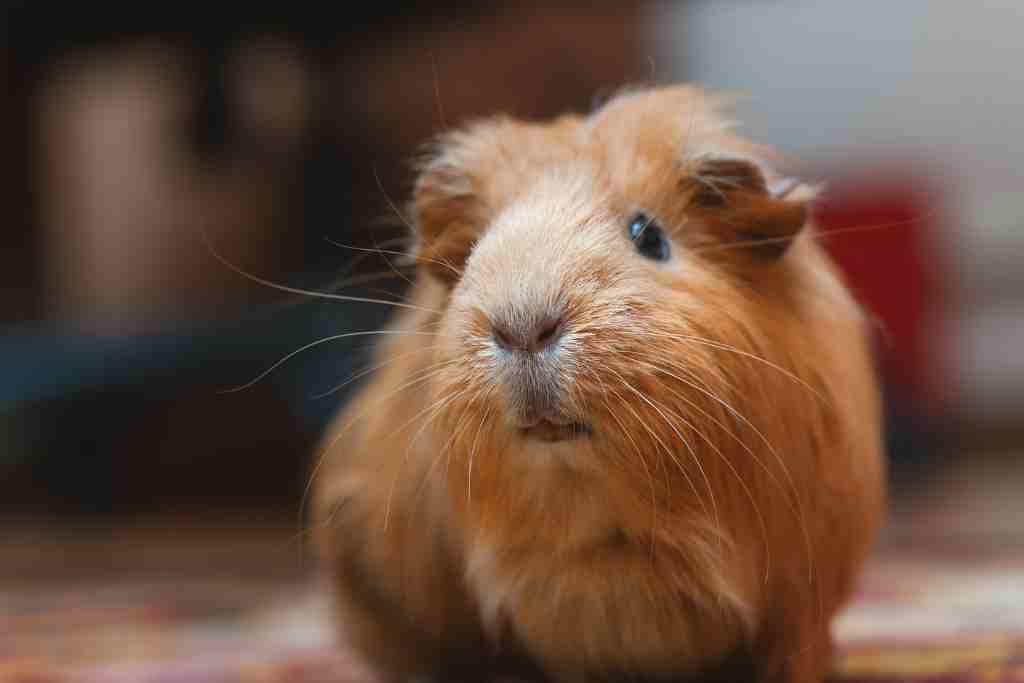 how much human attention do guinea pigs need а day
