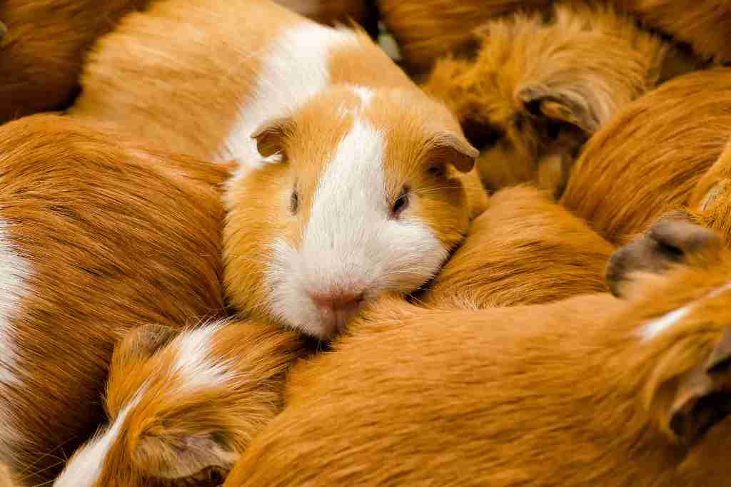when are guinea pigs too old to breed