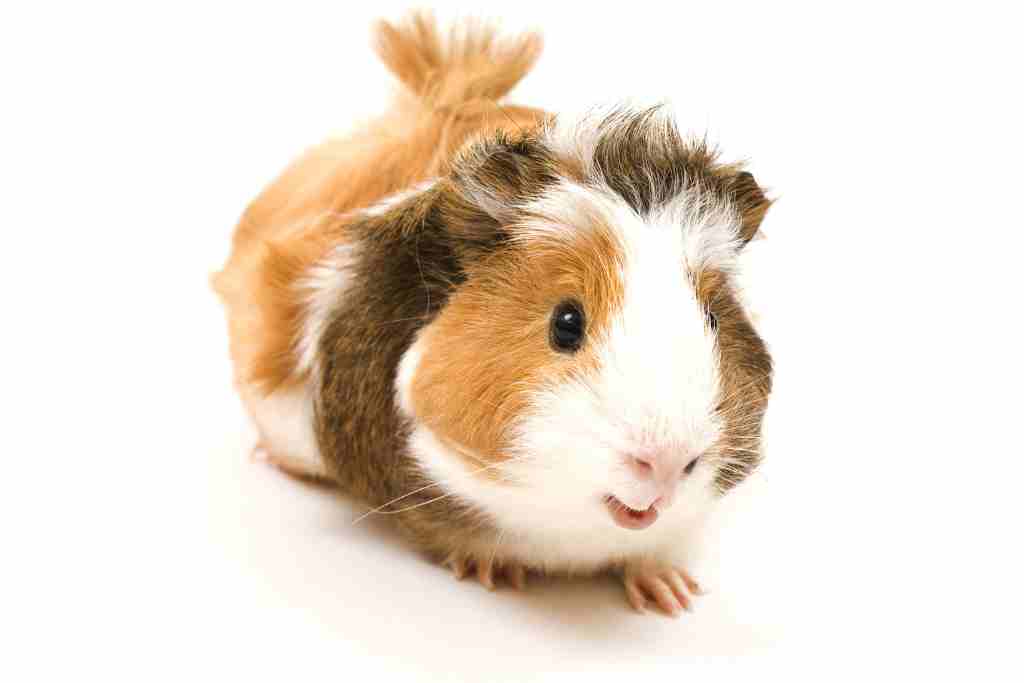 what do guinea pigs do when they are nervous