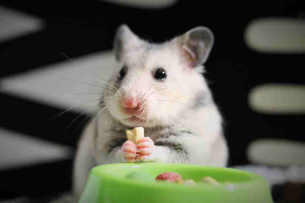 why are hamsters banned in california