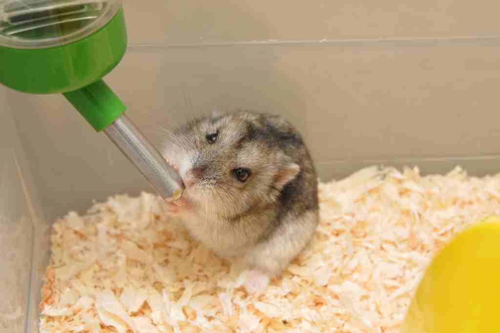 How do I know if my hamster is drinking enough water