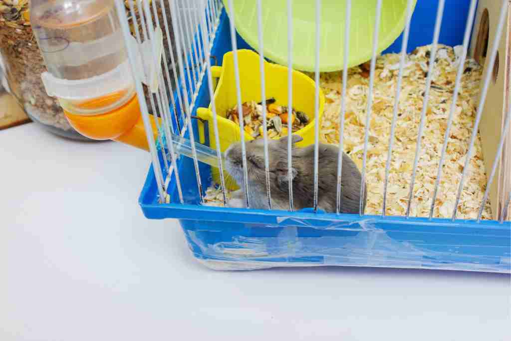 How do I know if my hamster is drinking enough water