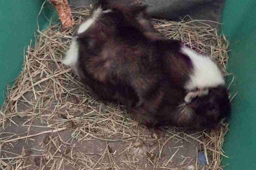 why guinea pigs need playing outside the cage