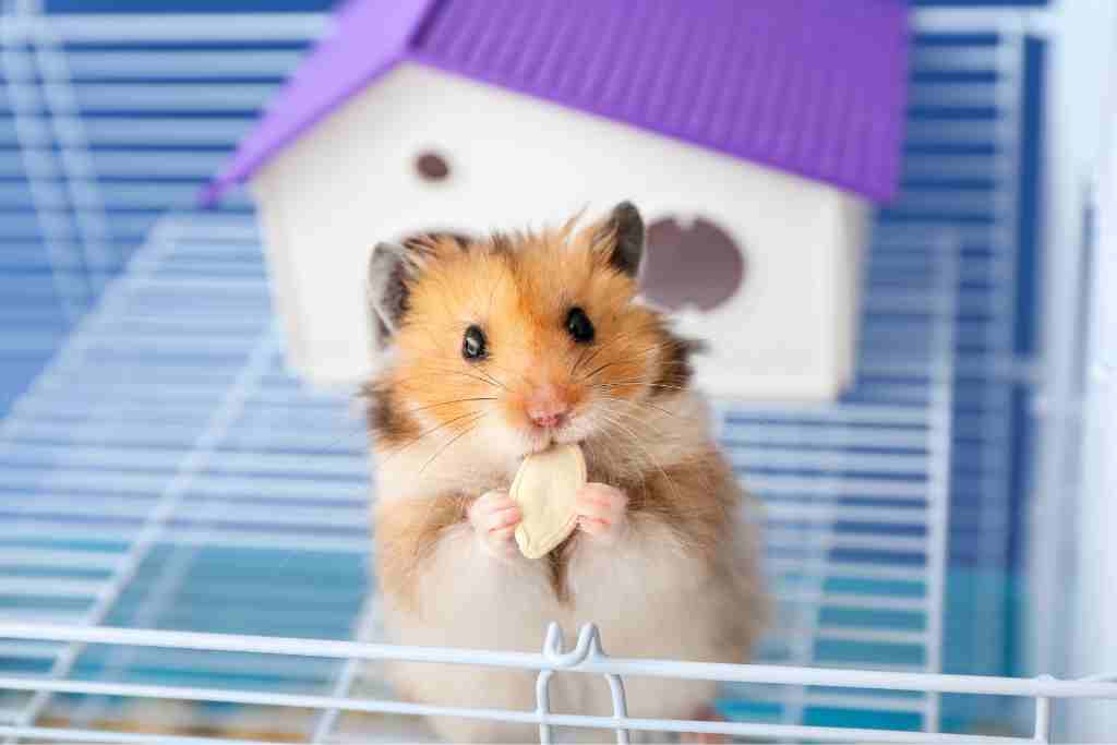 what is a hamster cooling plate