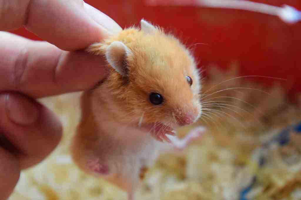 how to measure the temperature of hamsters