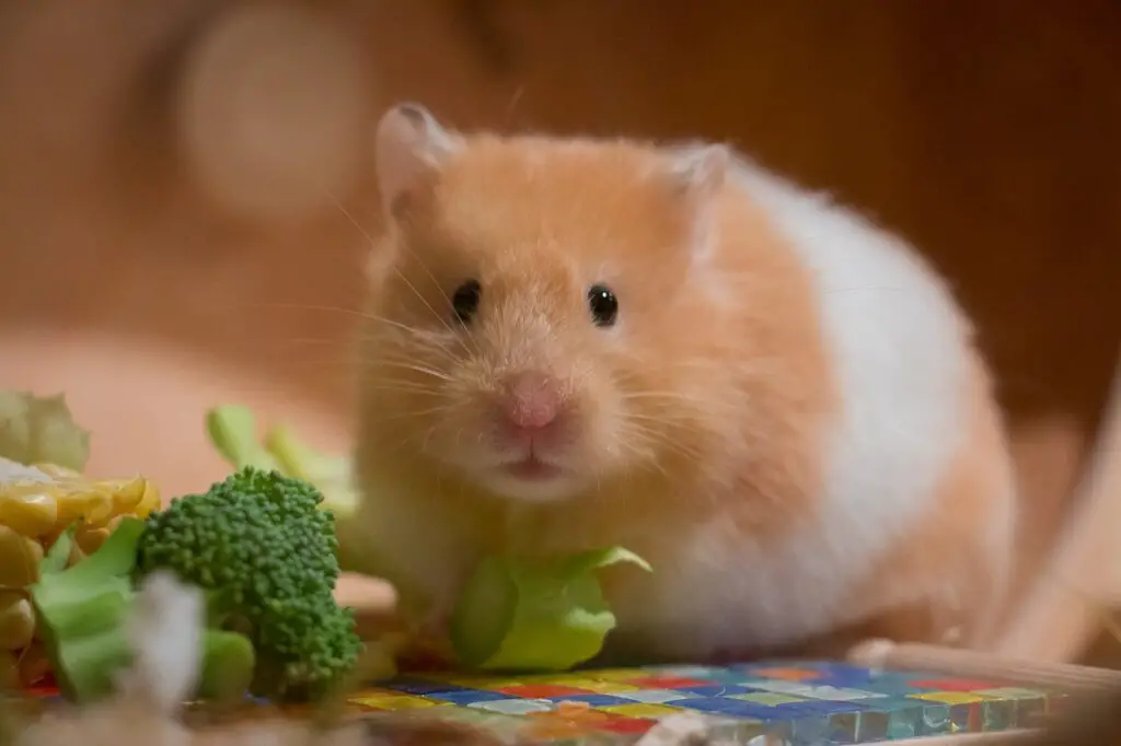 do hamsters eat cucumbers