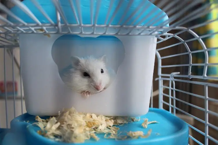 why does hamster bite bars 