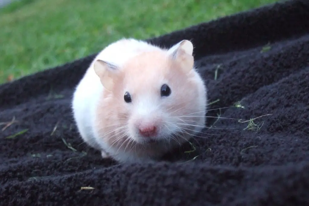 what to do when a hamster bites you