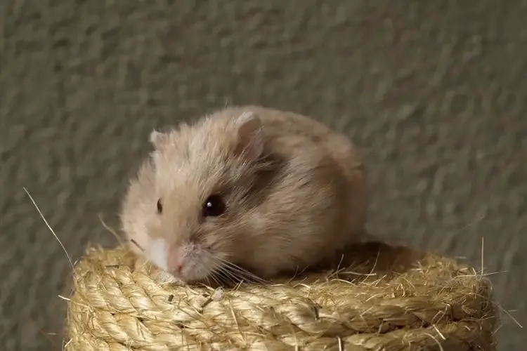 what to do when a hamster bites you