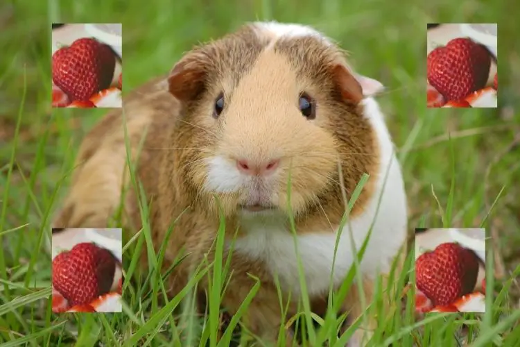 can a guinea pig eat strawberries