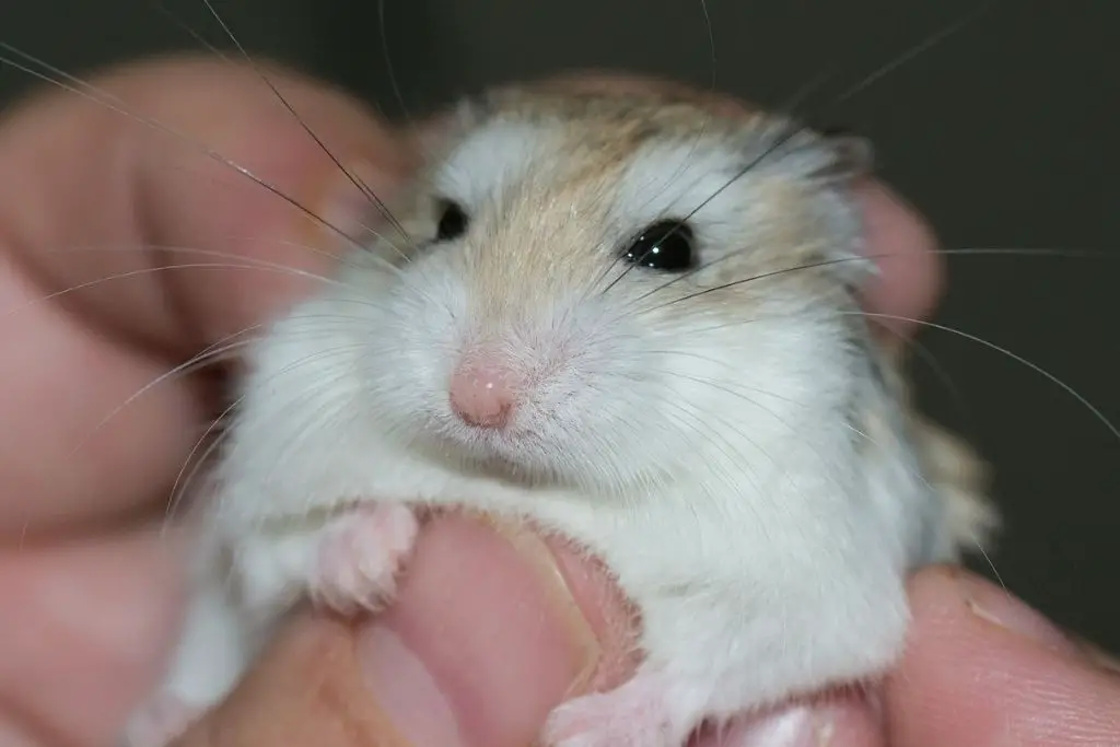how long can hamsters live with a tumor