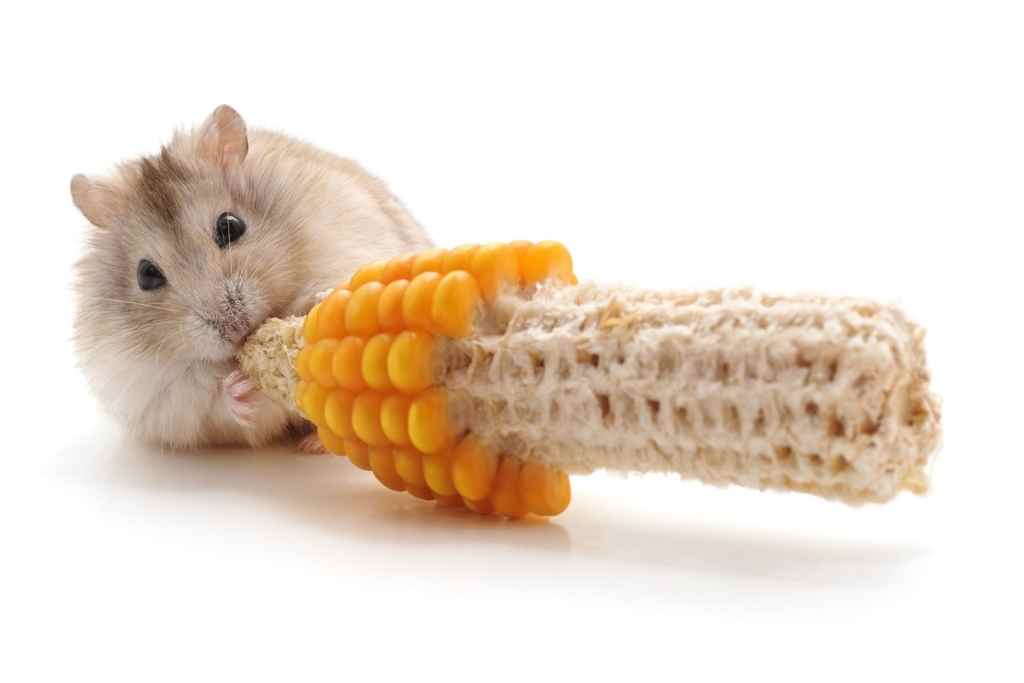 can hamsters eat corn