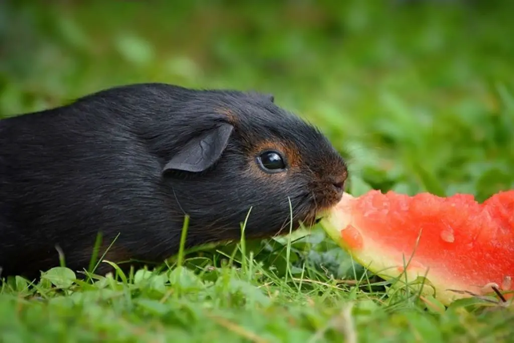 can guinea pigs eat watermelon
