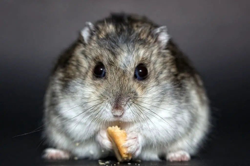 can hamsters eat bread