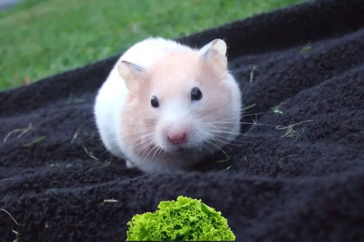 can hamsters eat lettuce