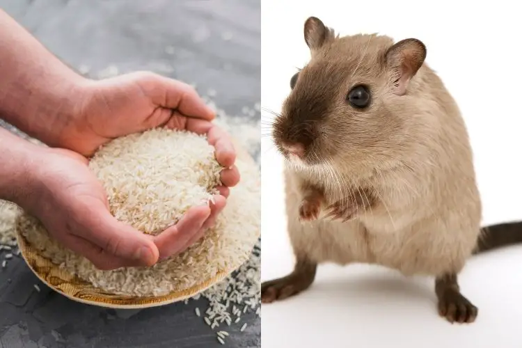 can hamsters eat rice