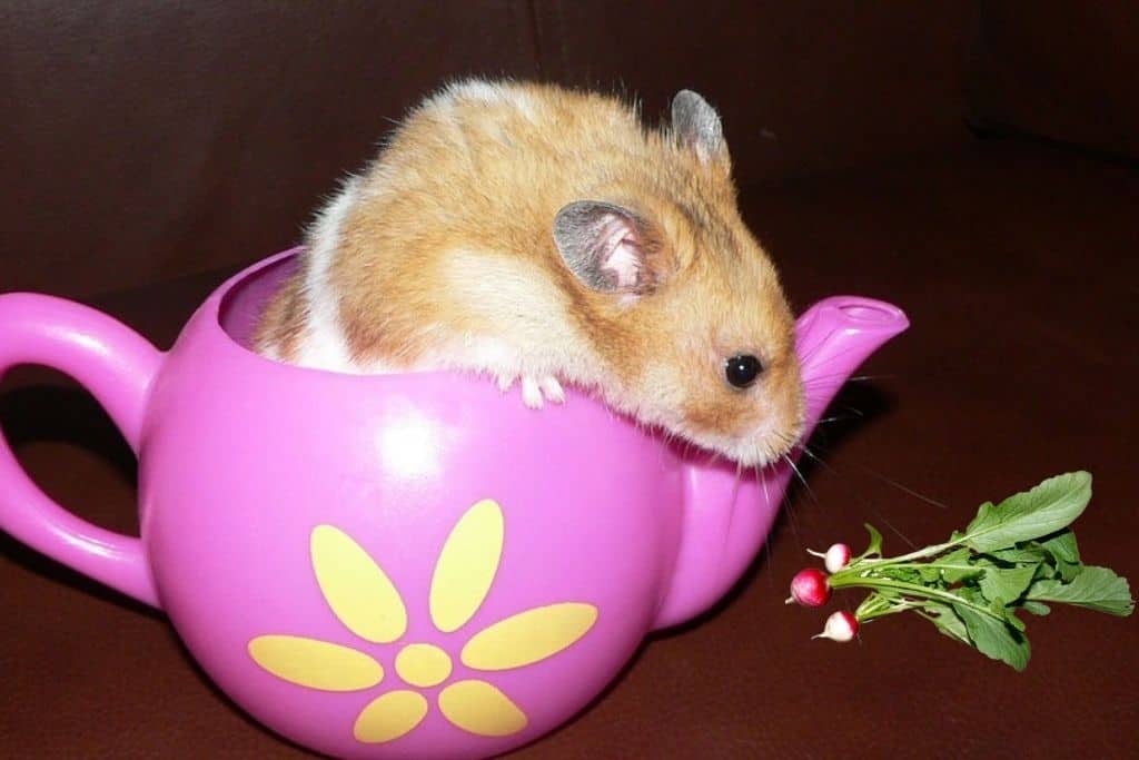can hamsters eat radishes