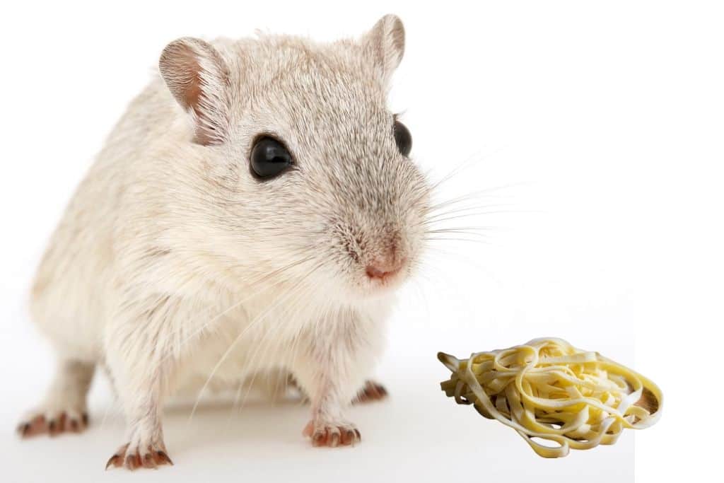 can hamsters eat pasta