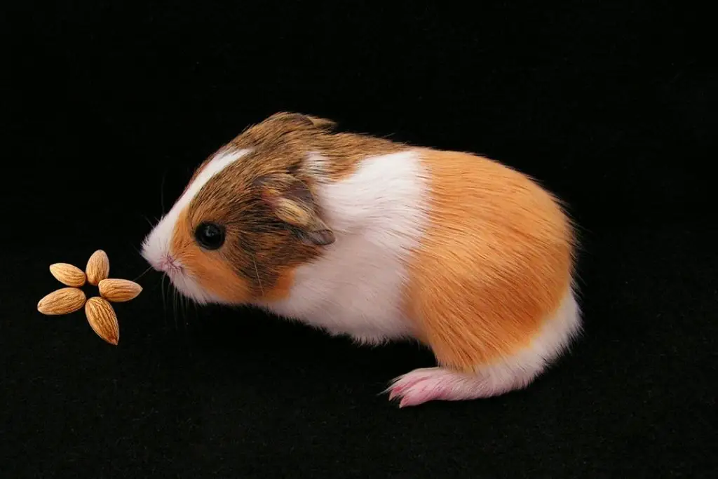 can guinea pigs eat almonds